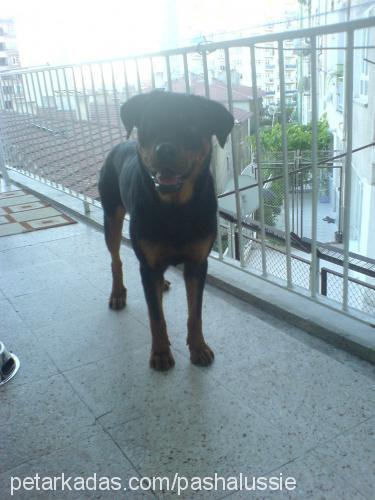 d-a-i-s-y Dişi Rottweiler