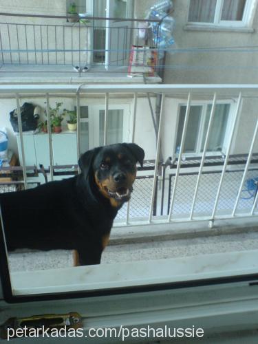 d-a-i-s-y Dişi Rottweiler