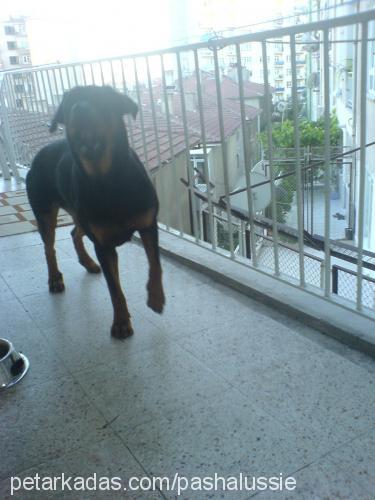 d-a-i-s-y Dişi Rottweiler