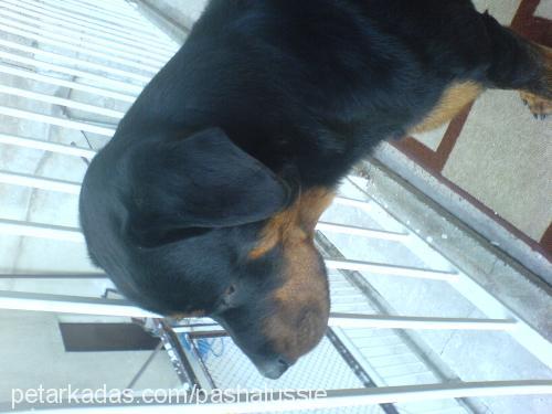 d-a-i-s-y Dişi Rottweiler