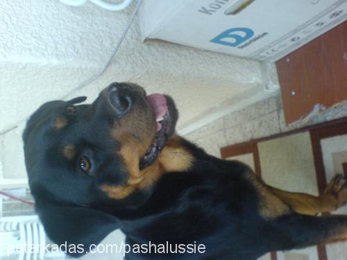 d-a-i-s-y Dişi Rottweiler