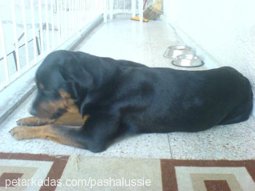 d-a-i-s-y Dişi Rottweiler