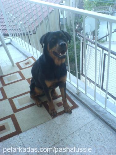 d-a-i-s-y Dişi Rottweiler