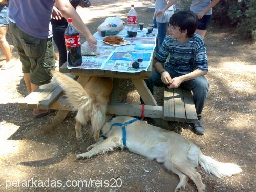 rita Dişi Golden Retriever