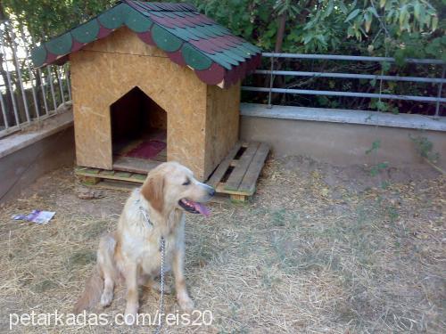 rita Dişi Golden Retriever