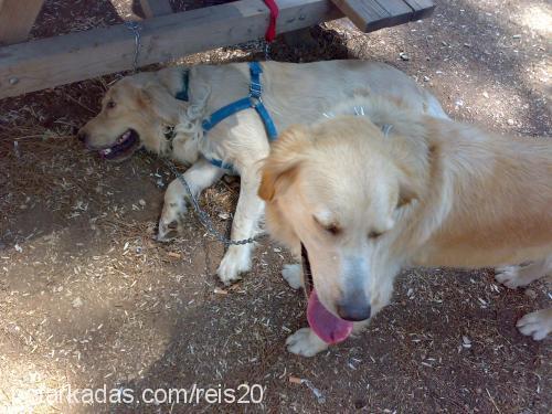 rita Dişi Golden Retriever