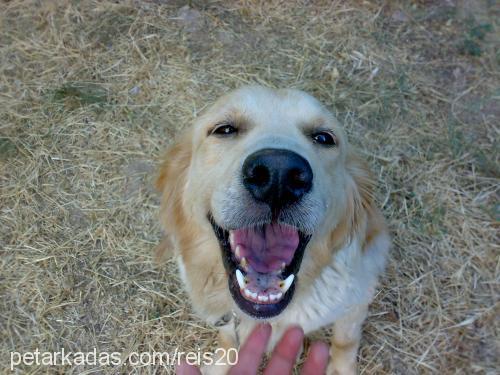 rita Dişi Golden Retriever