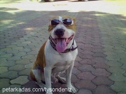 arche Erkek Amerikan Pitbull Terrier