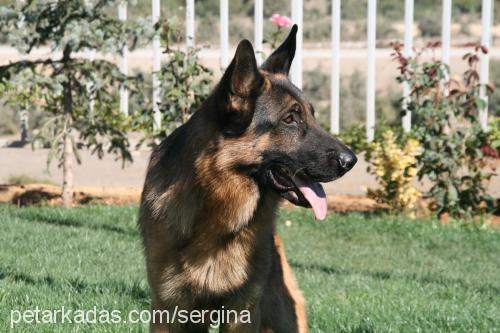 sergiovongoppy Erkek Alman Çoban Köpeği