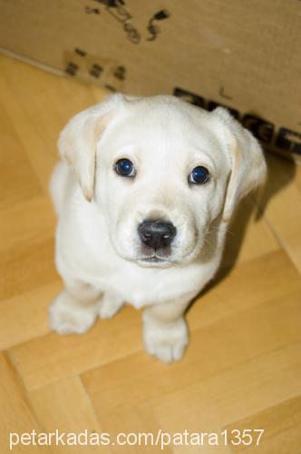 efe Erkek Labrador Retriever