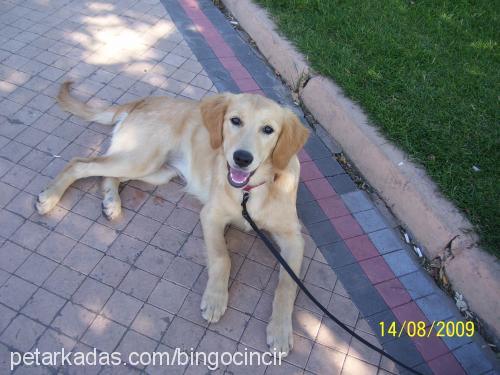 helen Dişi Golden Retriever