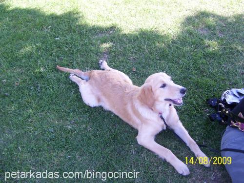 helen Dişi Golden Retriever