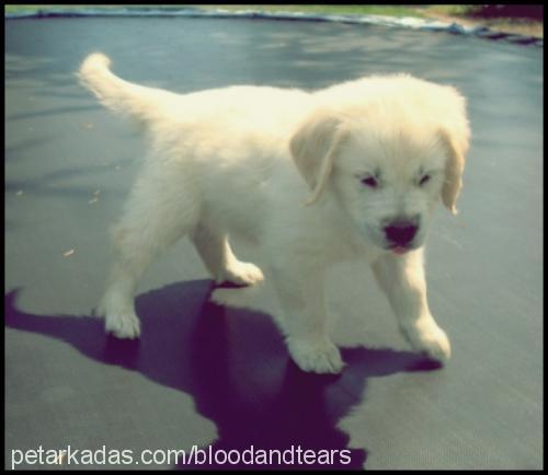 ares Erkek Golden Retriever