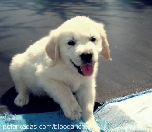 ares Erkek Golden Retriever