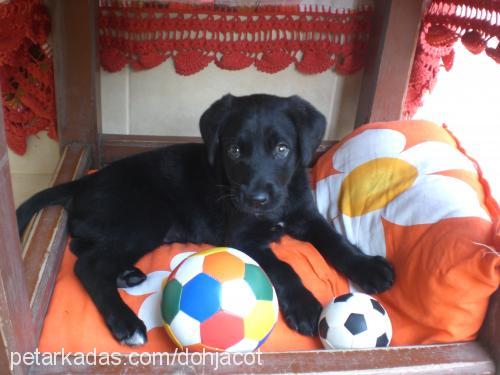 hera Dişi Labrador Retriever