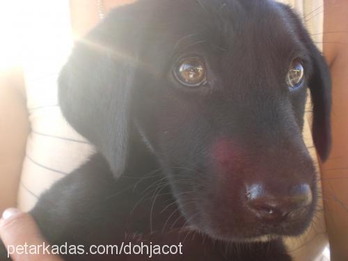 hera Dişi Labrador Retriever