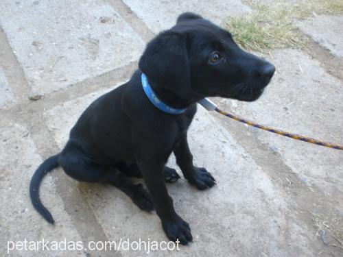 hera Dişi Labrador Retriever