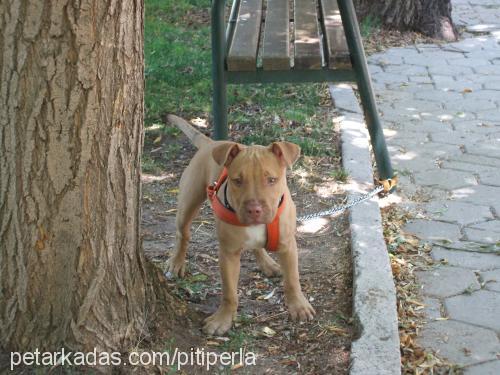 perla Dişi Amerikan Pitbull Terrier