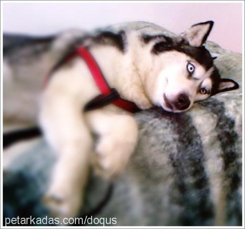 kaya Dişi Sibirya Kurdu (Husky)