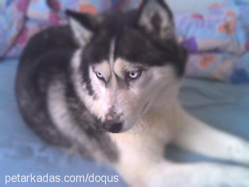 kaya Dişi Sibirya Kurdu (Husky)