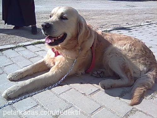 viski Erkek Golden Retriever