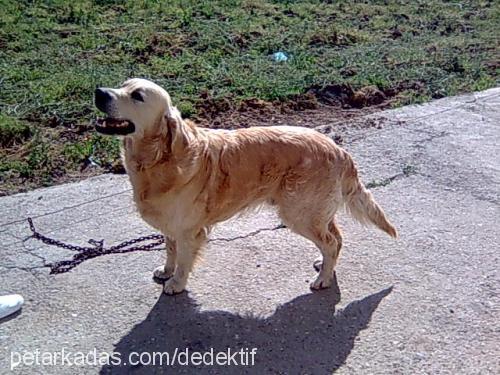 viski Erkek Golden Retriever