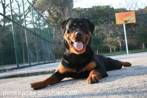 haydut Erkek Rottweiler