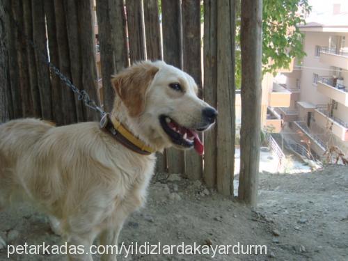 köpükk Dişi Golden Retriever