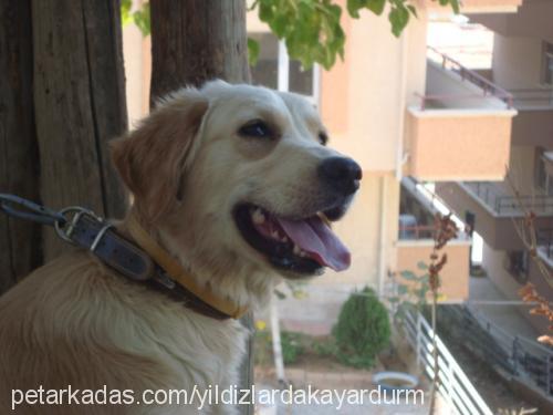 köpükk Dişi Golden Retriever