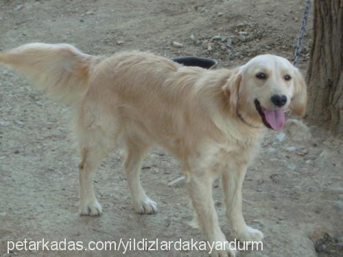 köpükk Dişi Golden Retriever