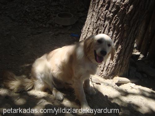 köpükk Dişi Golden Retriever