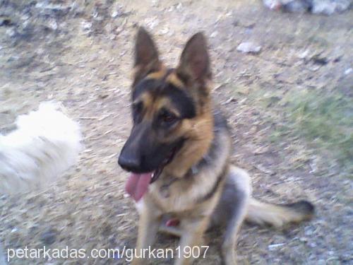 dost Erkek Alman Çoban Köpeği