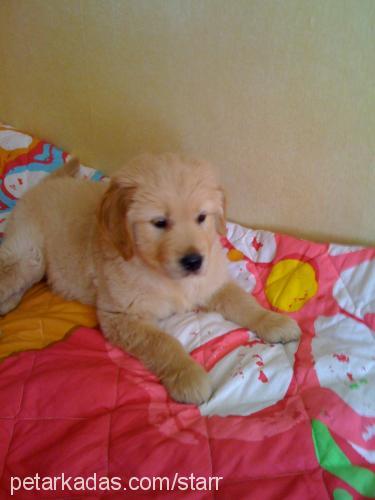 star Erkek Golden Retriever