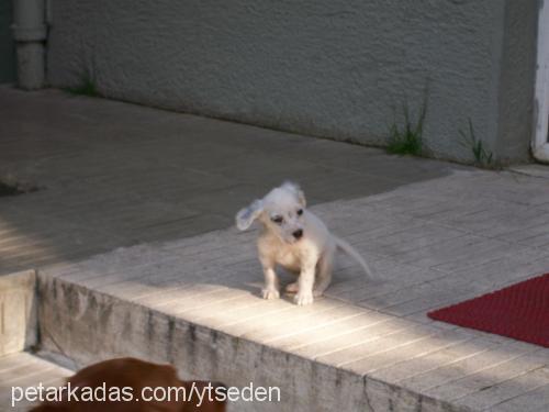 can Erkek İrlandalı Setter