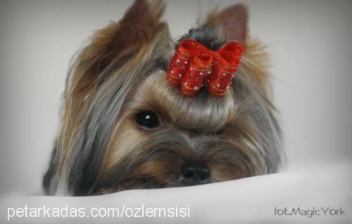 olala Dişi Yorkshire Terrier