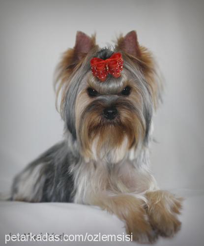 olala Dişi Yorkshire Terrier