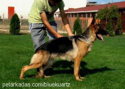 enjavonsofanga Dişi Alman Çoban Köpeği