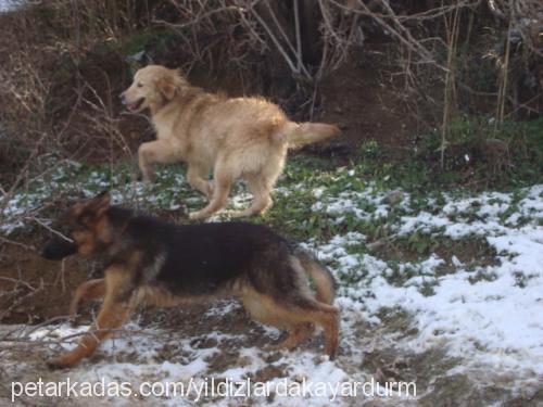 köpükk Dişi Golden Retriever