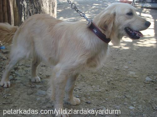 köpükk Dişi Golden Retriever