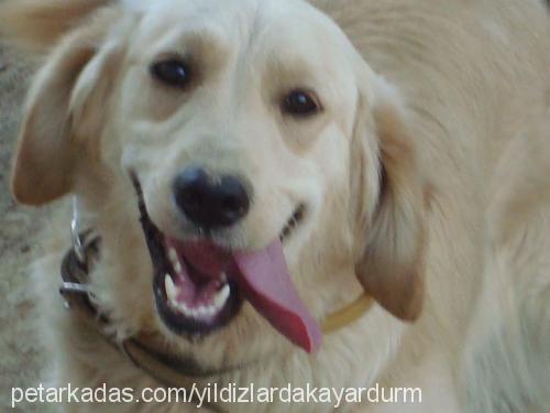 köpükk Dişi Golden Retriever