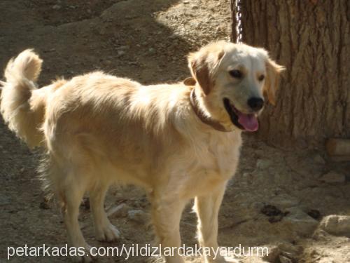 köpükk Dişi Golden Retriever