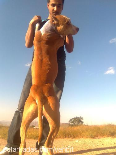 bhuş Erkek Amerikan Staffordshire Terrier