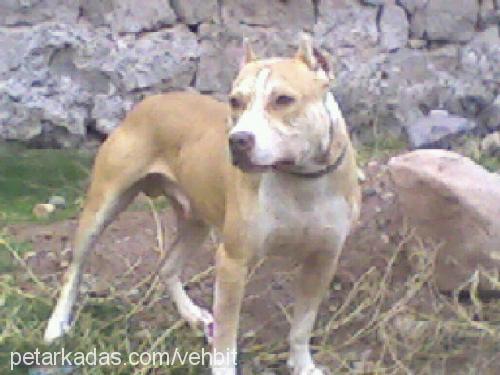 bhuş Erkek Amerikan Staffordshire Terrier