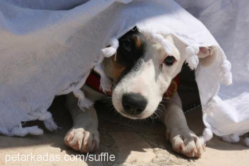 suffle Dişi Jack Russell Terrier