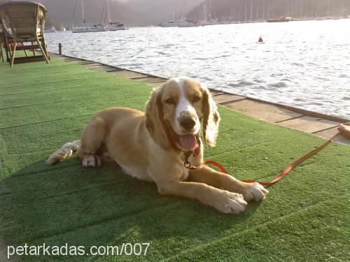 diego Erkek İngiliz Cocker Spaniel