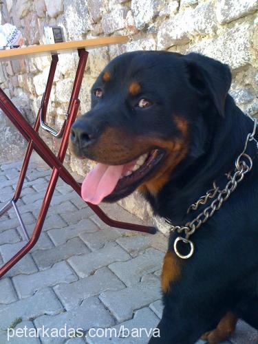 barva Erkek Rottweiler