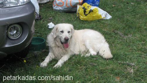 paşa Erkek Golden Retriever