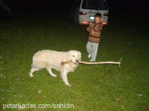 paşa Erkek Golden Retriever