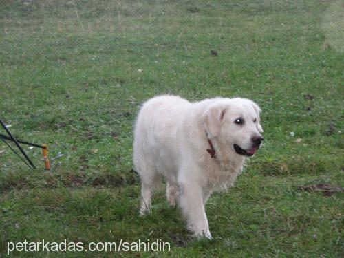 paşa Erkek Golden Retriever