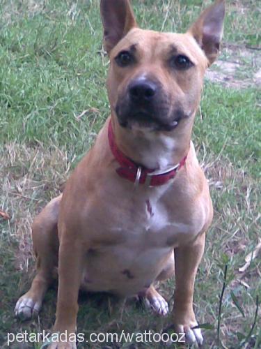 daisy Dişi Amerikan Staffordshire Terrier